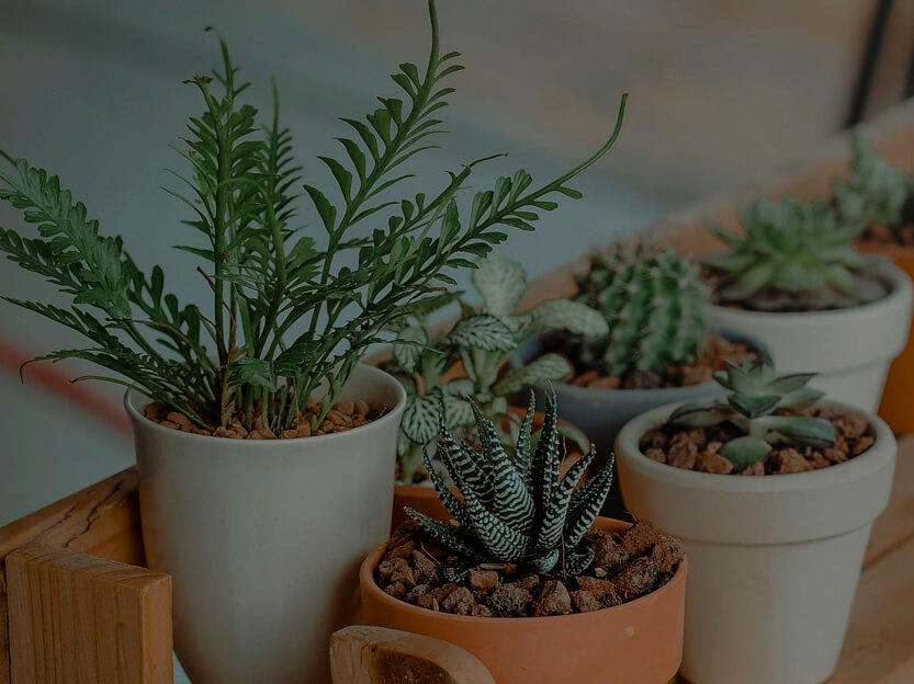 ¿Sabes que hay plantas que pueden ayudarte a mejorar tu salud?