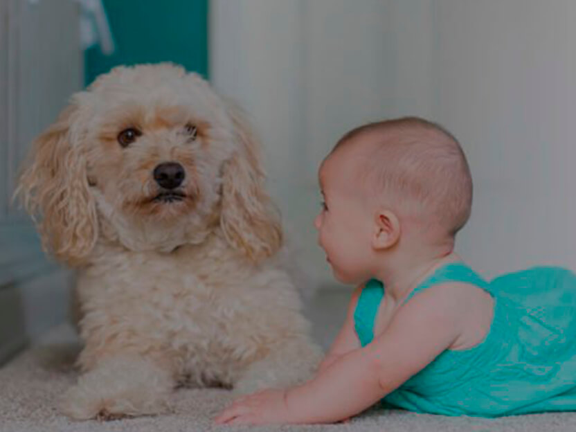 ¿Cuál es el momento ideal para regalar una mascota a tus hijos?